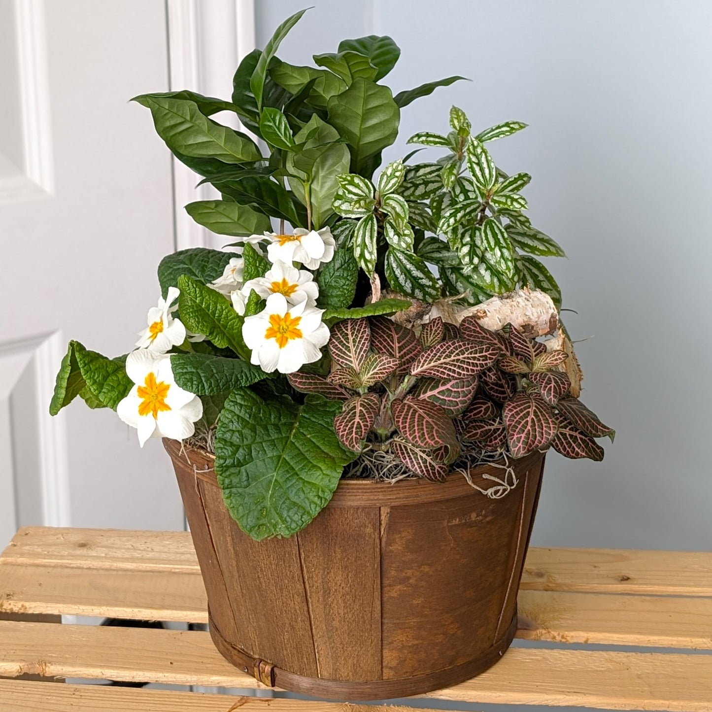 Primed For Spring