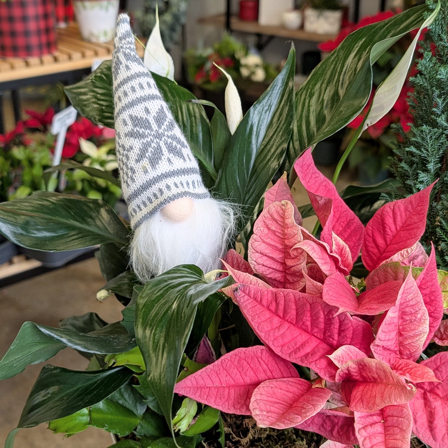Gnome For Christmas