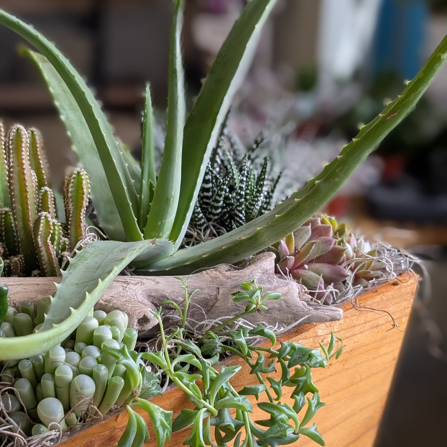 Succa for Plants