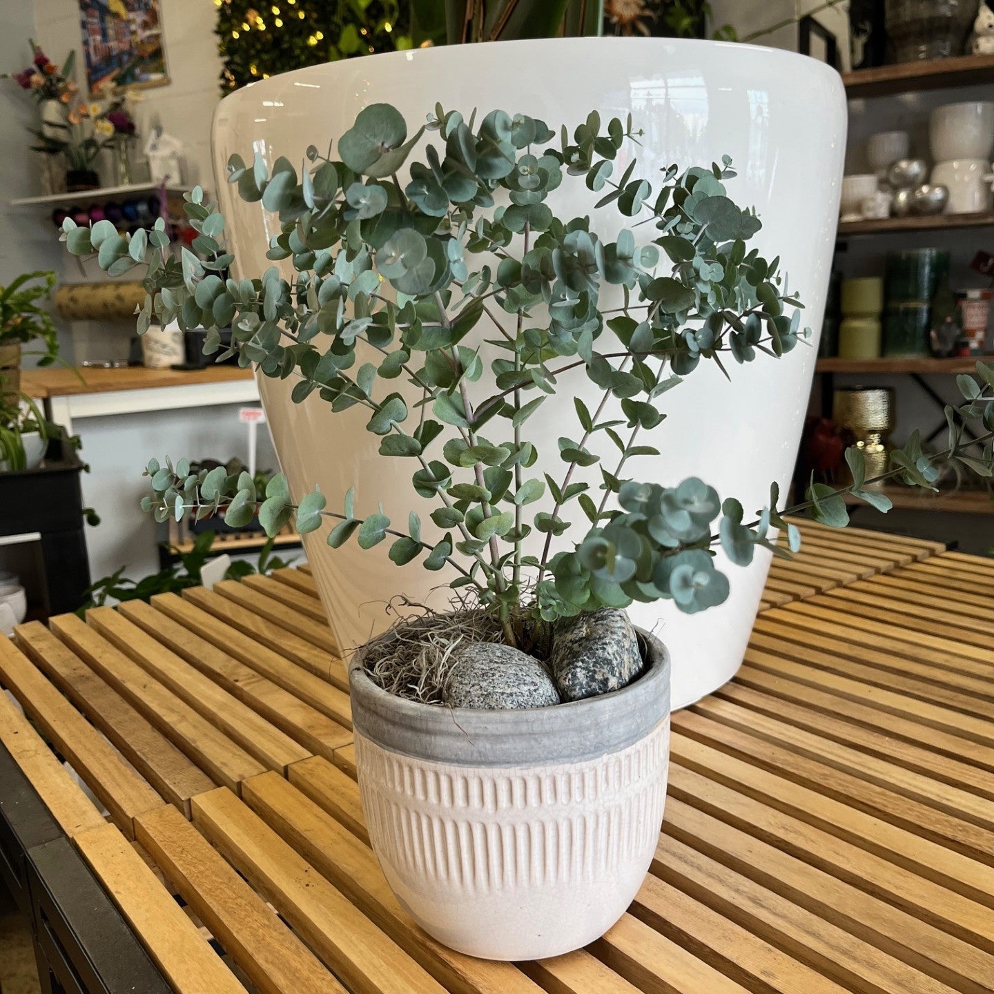 breath of fresh air plants Breath of Fresh Air – Myrtle Flower Market