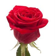 Dozen Roses with Lush Greenery