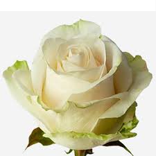 Dozen Roses with Baby's Breath