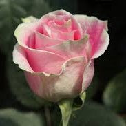 Dozen Roses with Lush Greenery