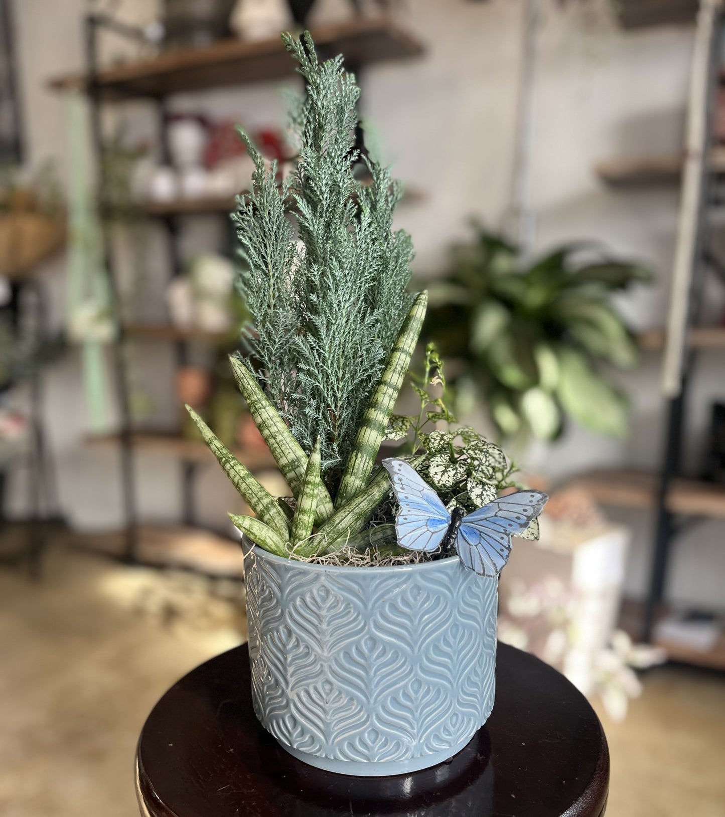 Blue Cypress