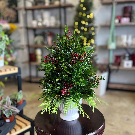 Boxwood Christmas Tree