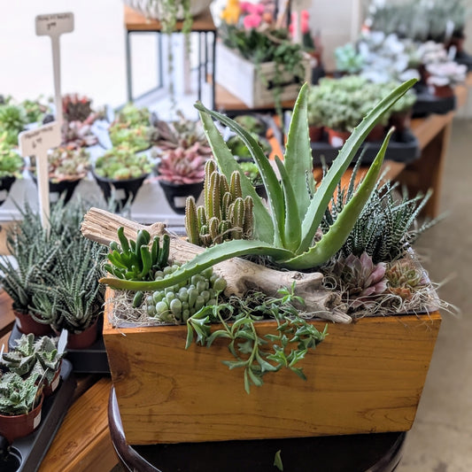 Succa for Plants