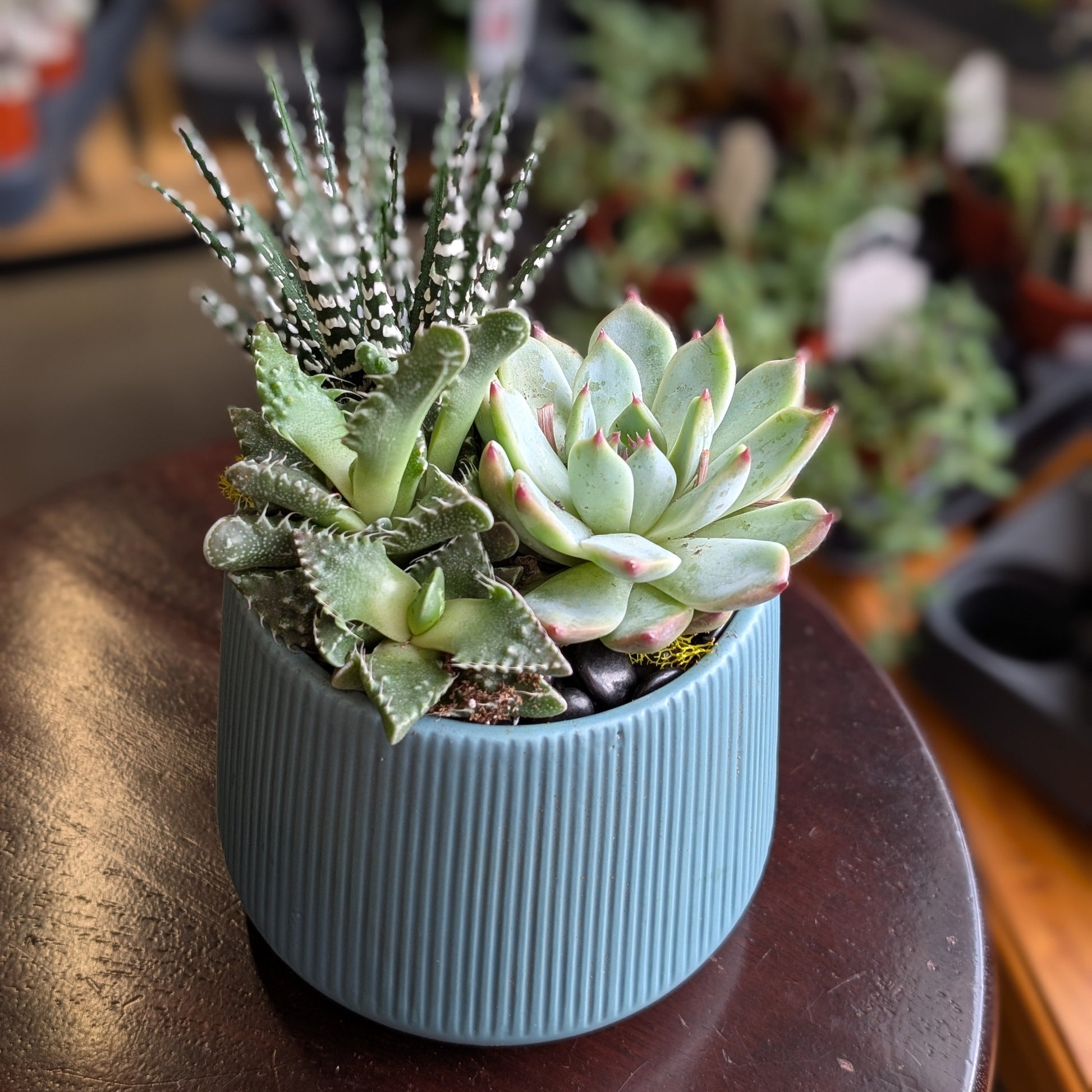 medium succulents Sweet Succulents – Myrtle Flower Market