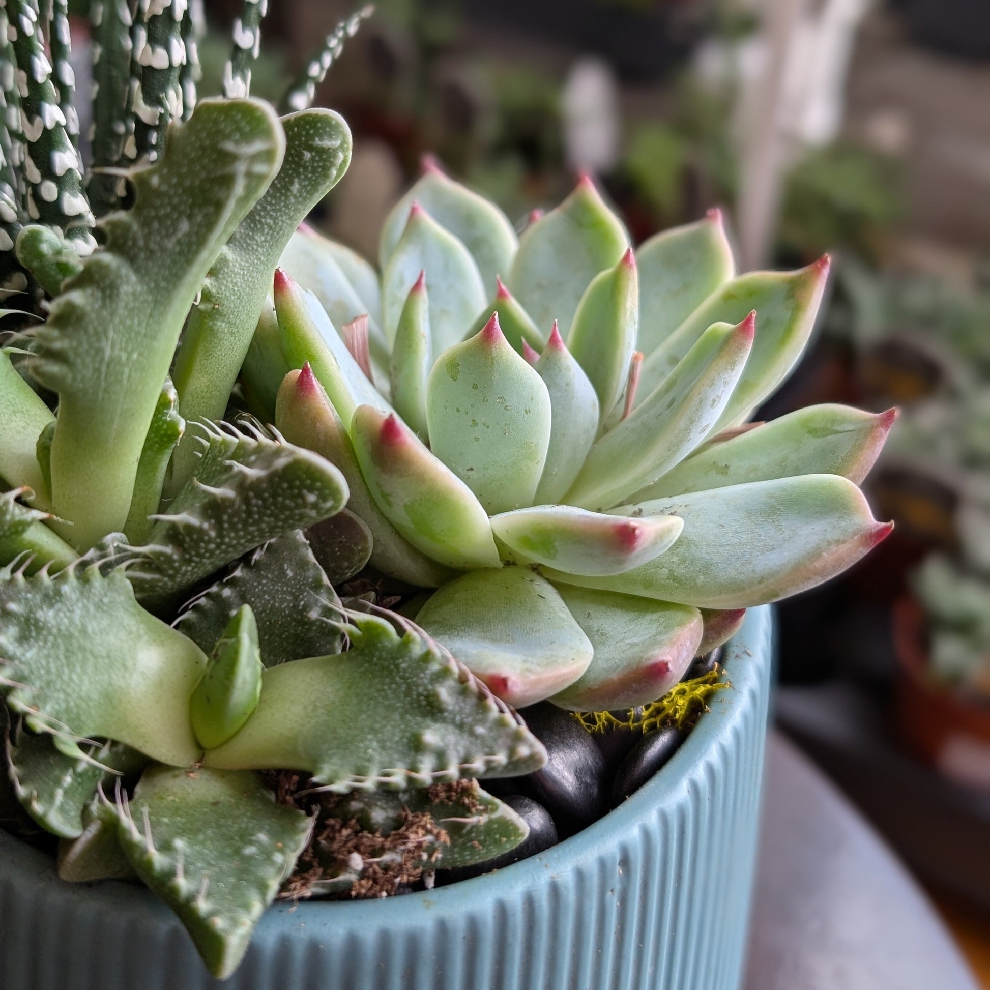 sweet succulents Sweet Succulents – Myrtle Flower Market