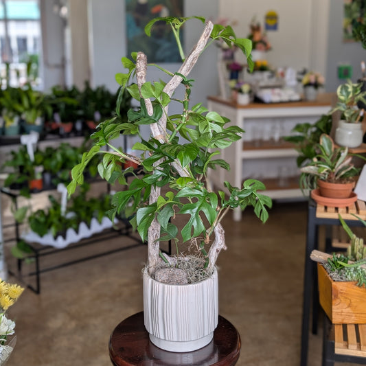 Potted Split Leaf Philodendron