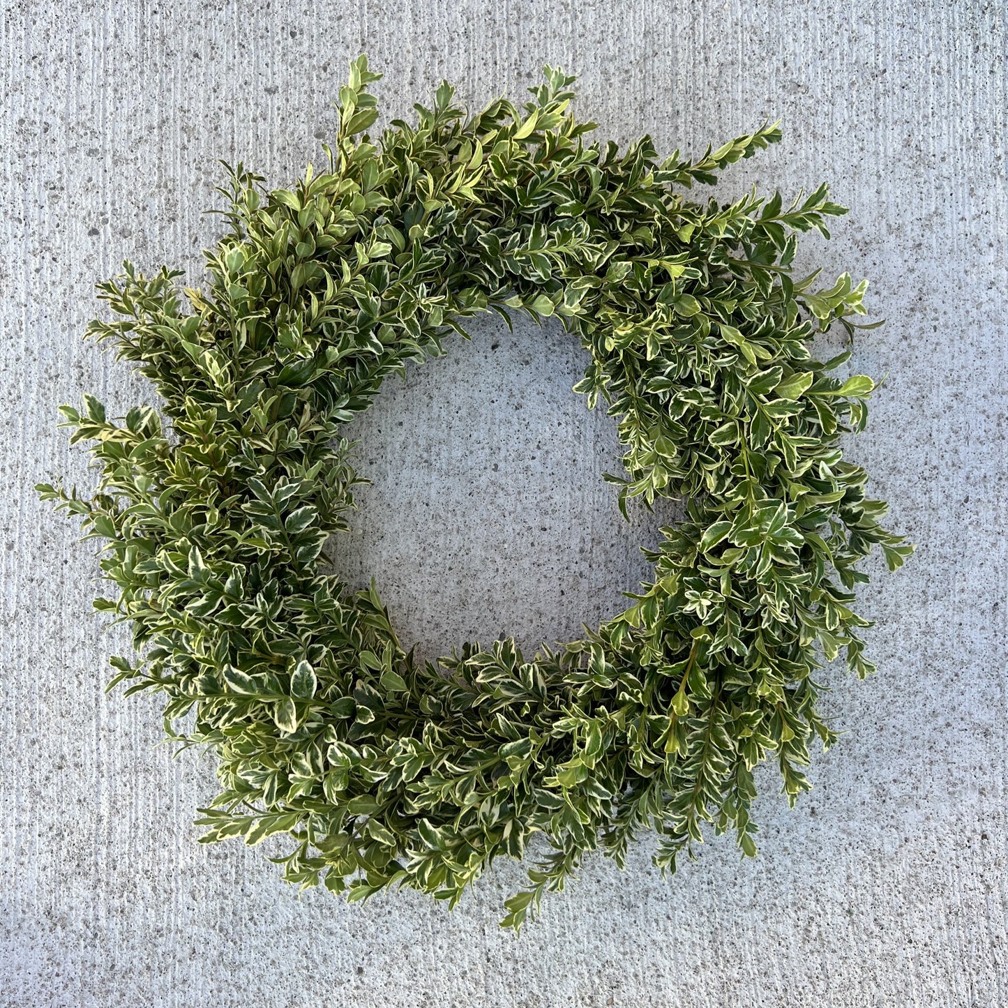 Varigated Boxwood Wreath