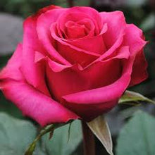 Load image into Gallery viewer, Dozen Roses with Lush Greenery
