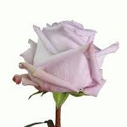 Load image into Gallery viewer, Dozen Roses with Baby&#39;s Breath
